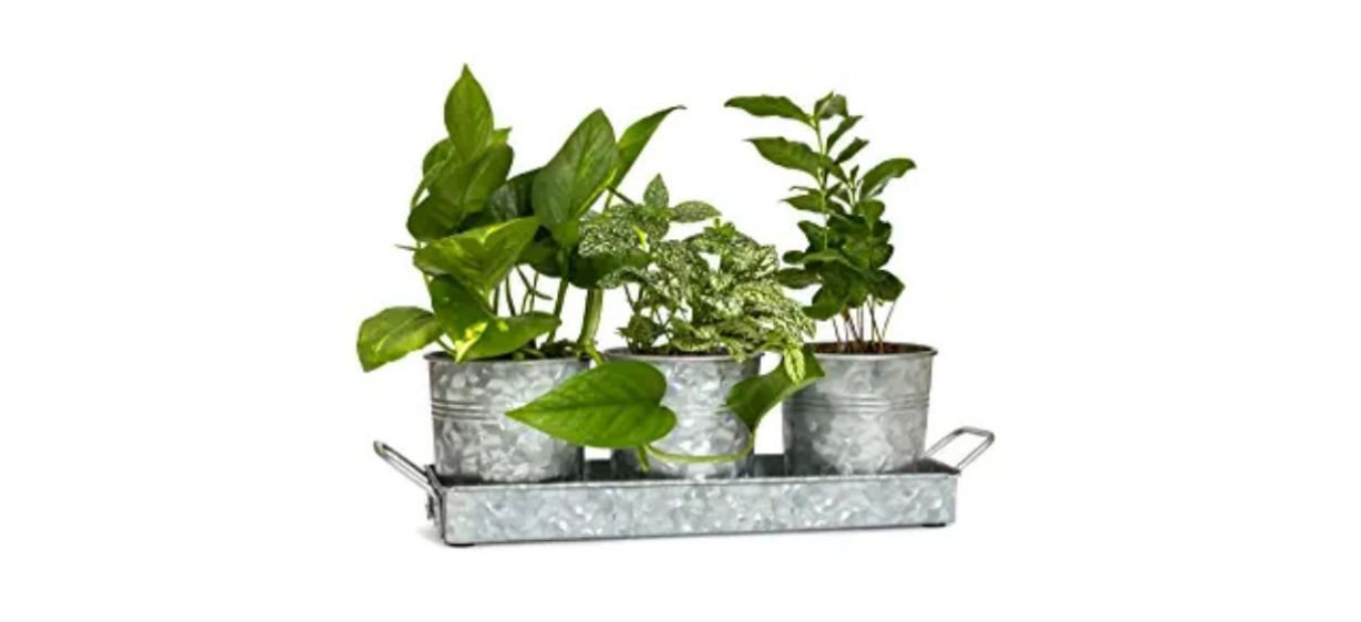 3 small metal pots with herbs growing in them, on a matching metal tray