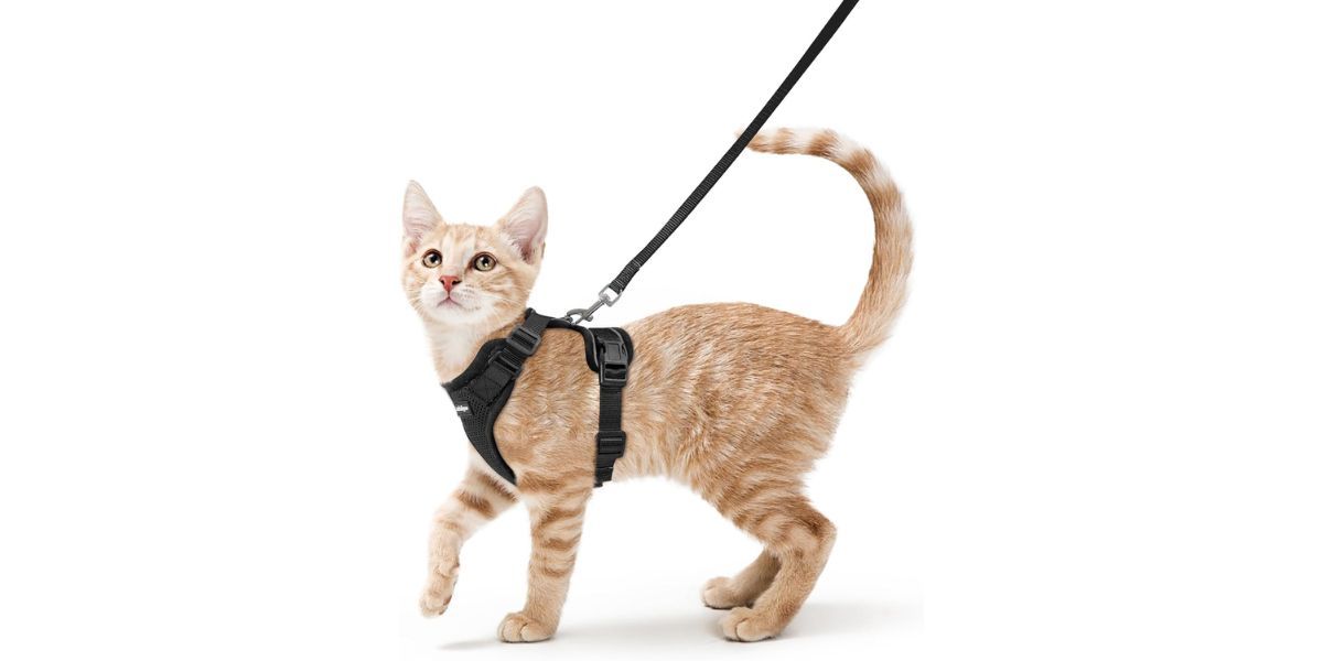 rabbitgoo Cat Harness and Leash