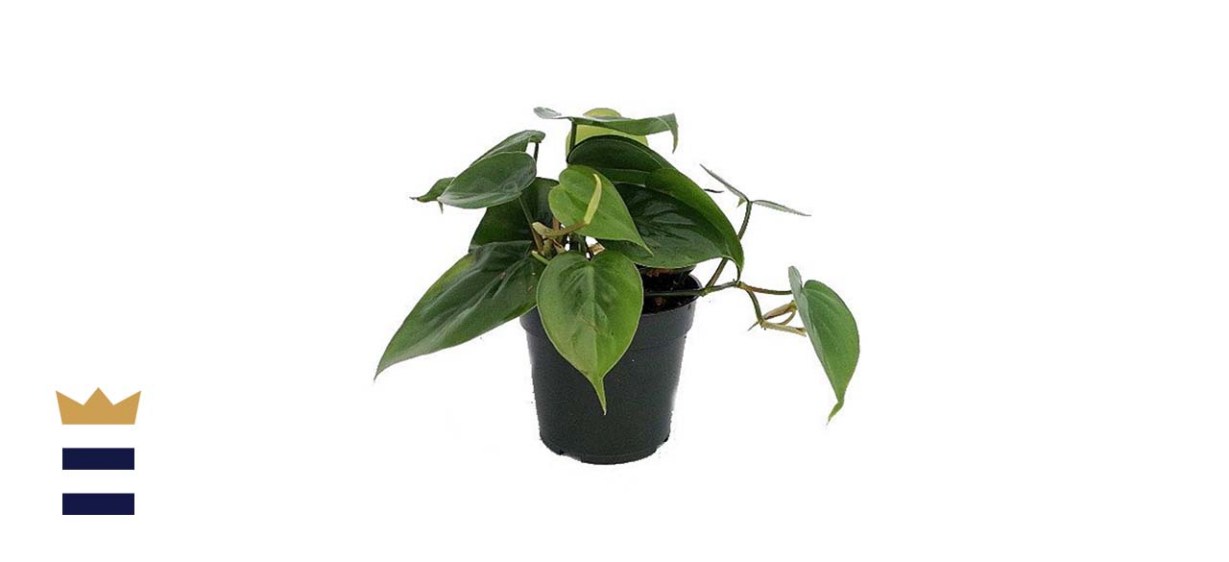 Heart Leaf Philodendron