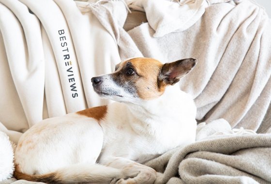 How to keep your pets cool in the summer