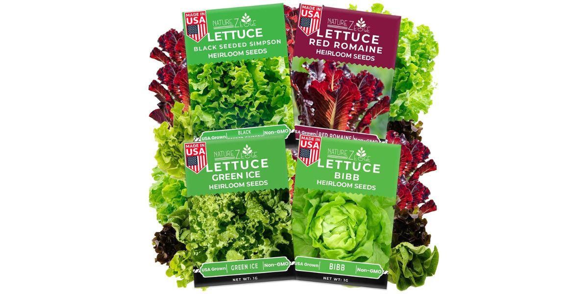 NatureZ Edge Lettuce Seeds for Planting