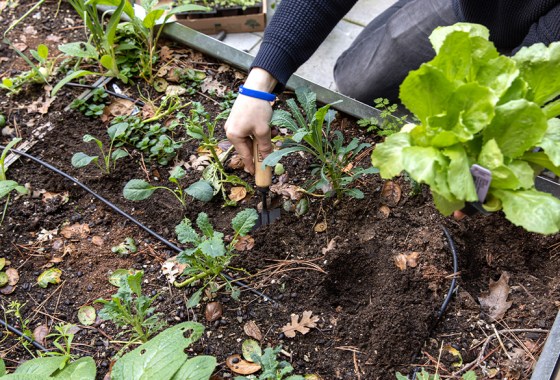 The best weed killer for flower beds