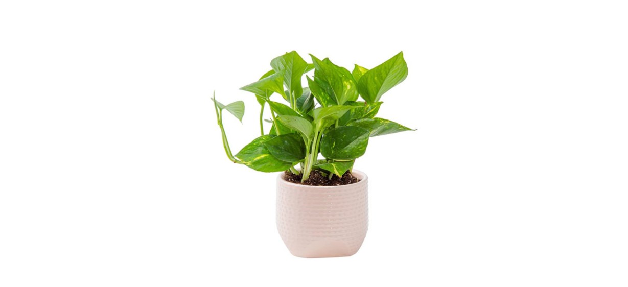 Costa Farms Easy Care Devil’s Ivy