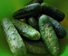 Ohio Heirloom Seeds 100+ Cucumber Seeds- Boston Pickling Heirloom