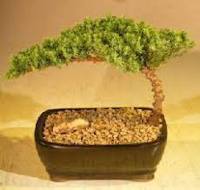 Bonsai Boy Juniper Bonsai Tree Complete Starter Kit