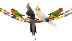 Mrli Pet Bird Ladder